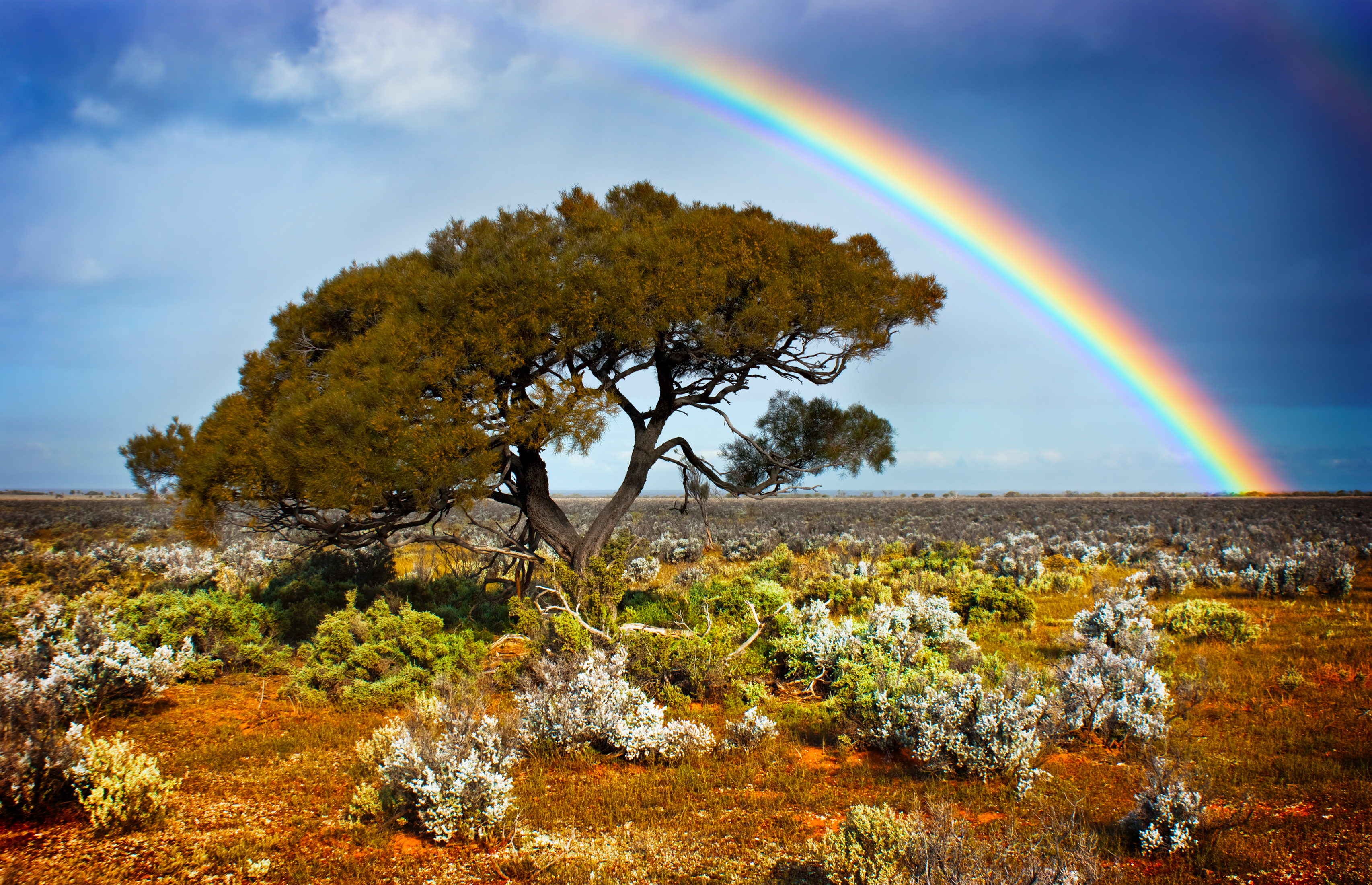 rainbow over tree in desert landscape